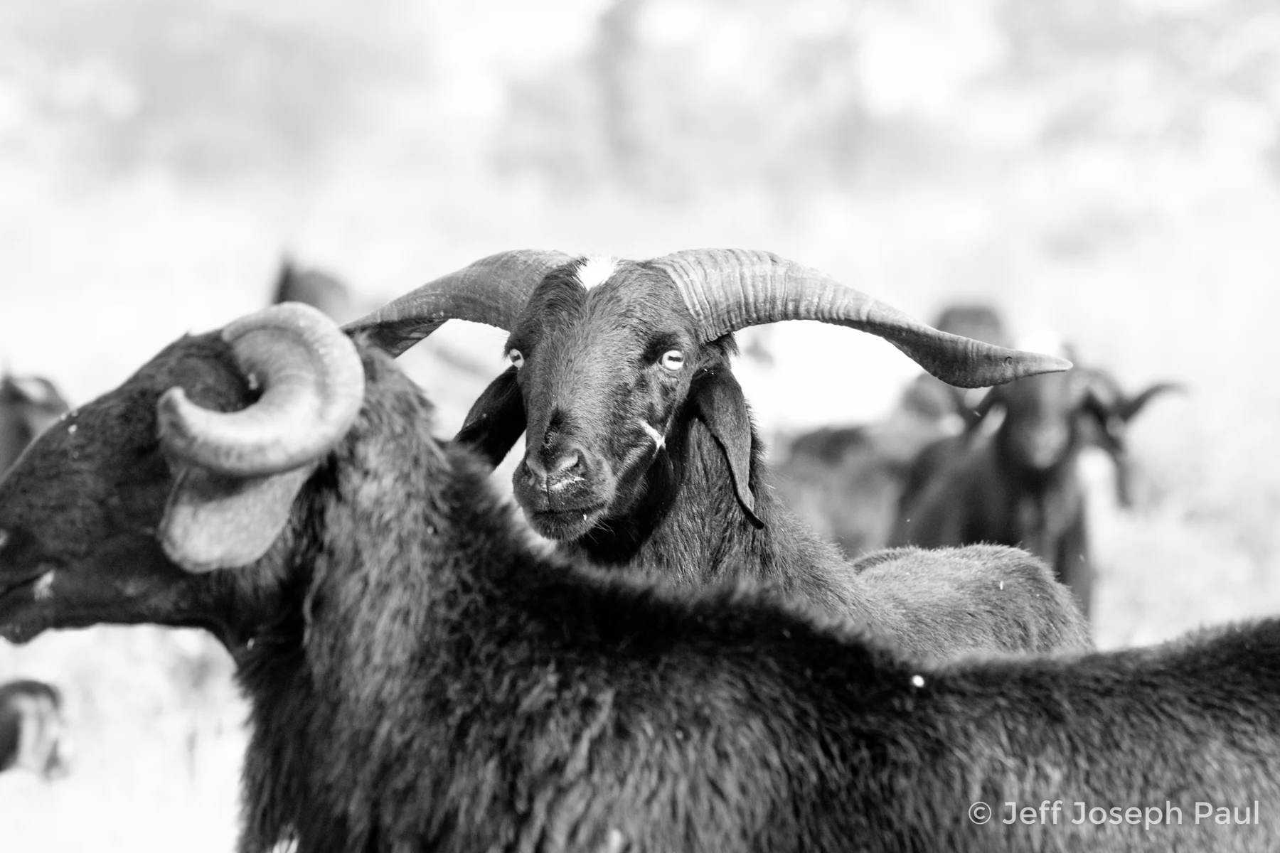 A ram stands among the flock.