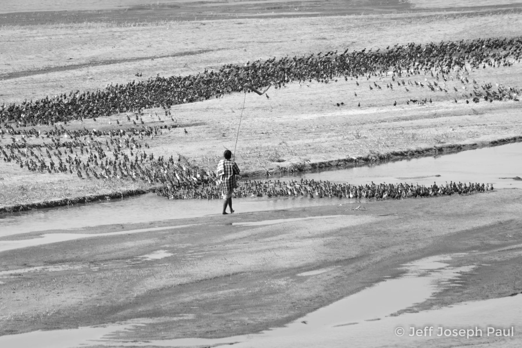 A herder and flock cross the open pastoral landscape.