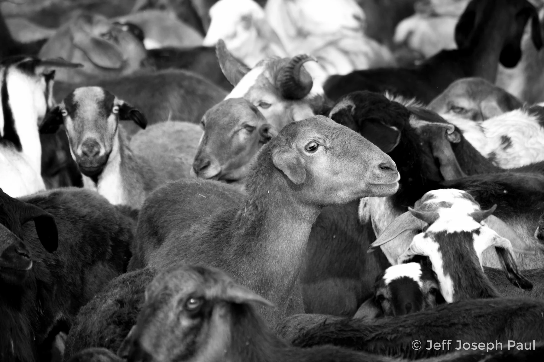 A flock of sheep gathered together.