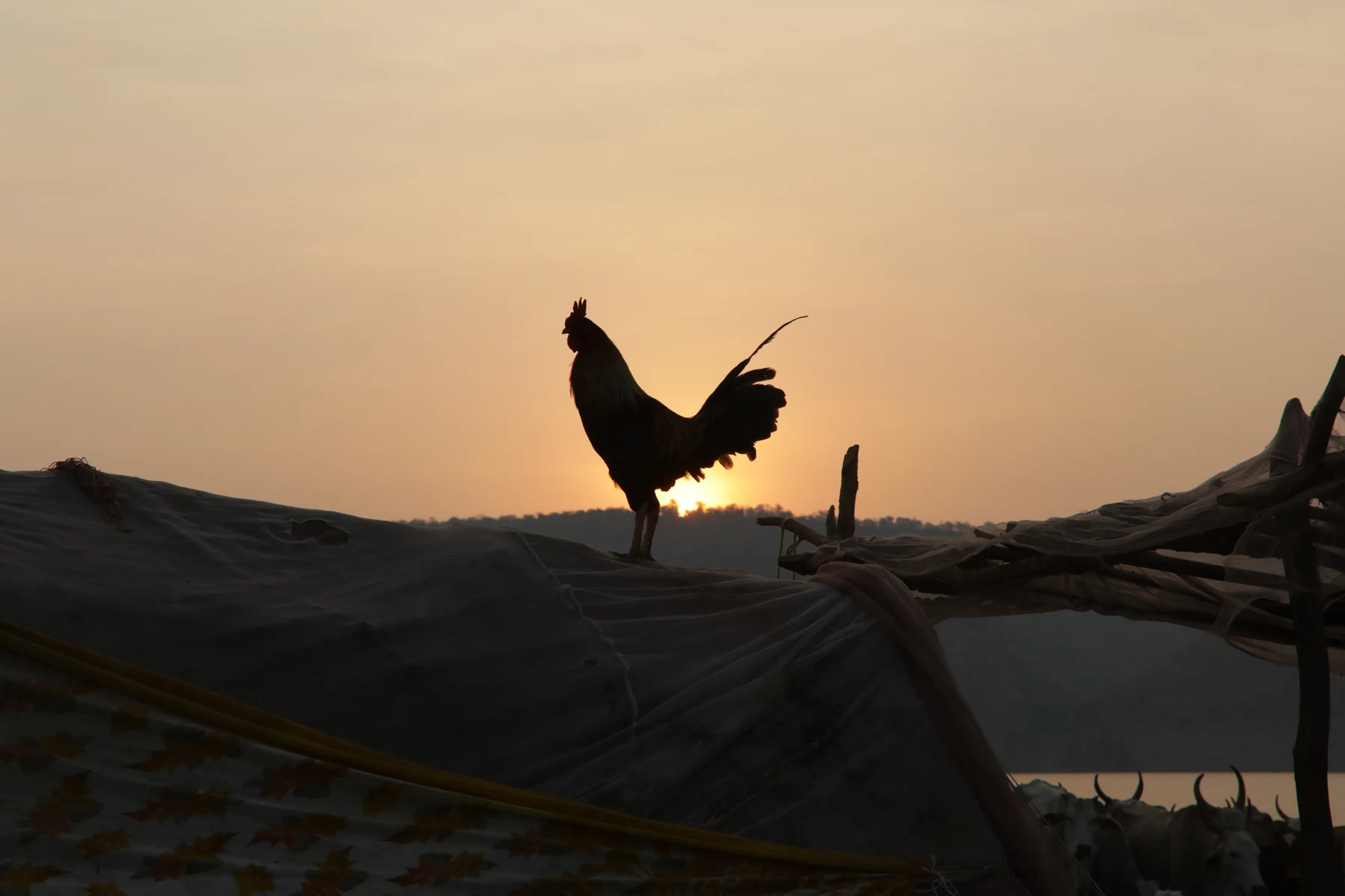 A rooster silhouetted against the evening sky.