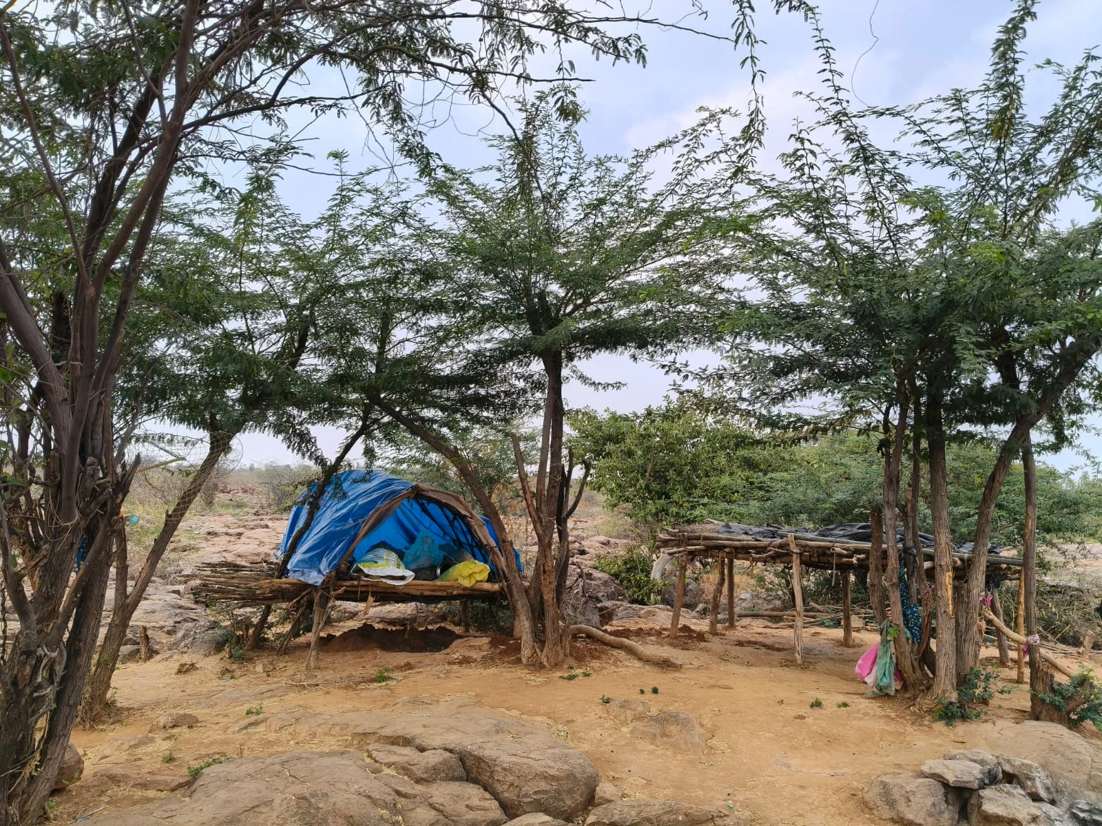 A shelter beneath trees in the forest.
