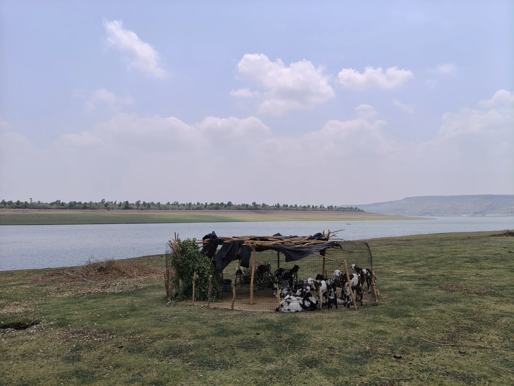 Livestock in the grasslands beside the river.