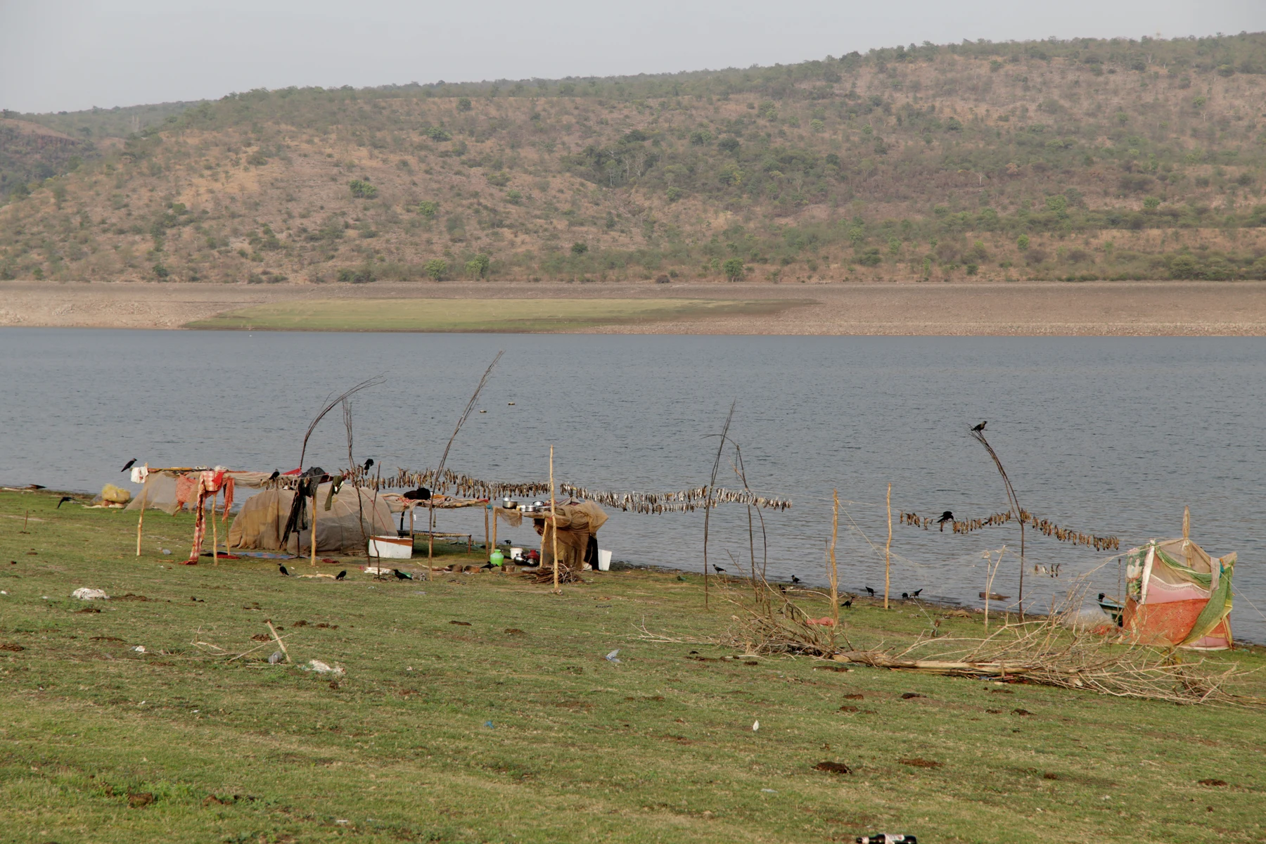 Cattle beside the broad river valley.