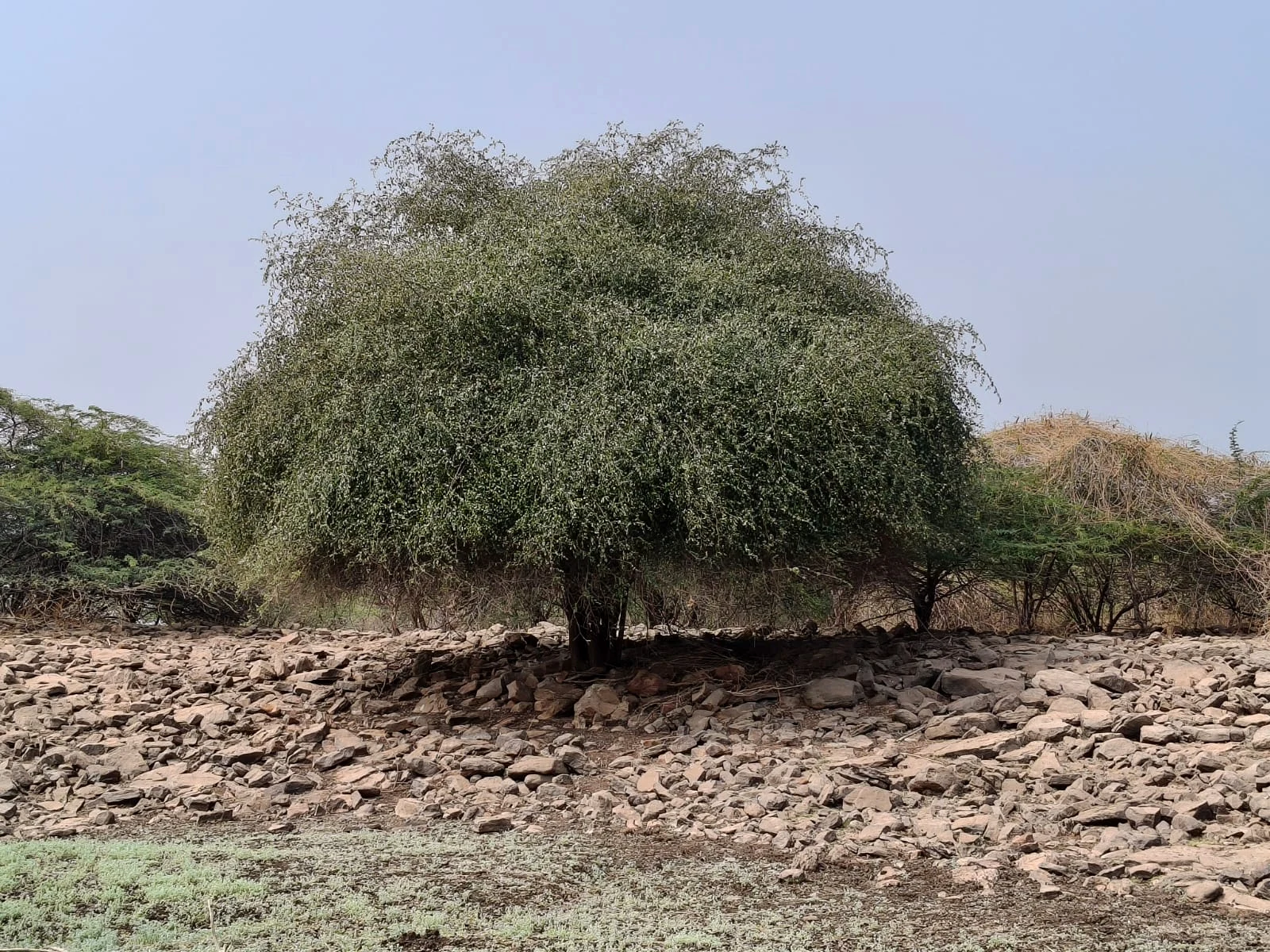 A tree growing among dry stones.