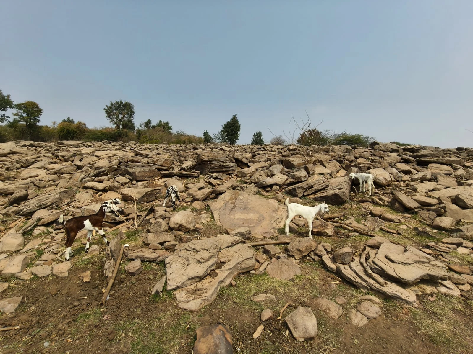 Goats crossing a rocky landscape.