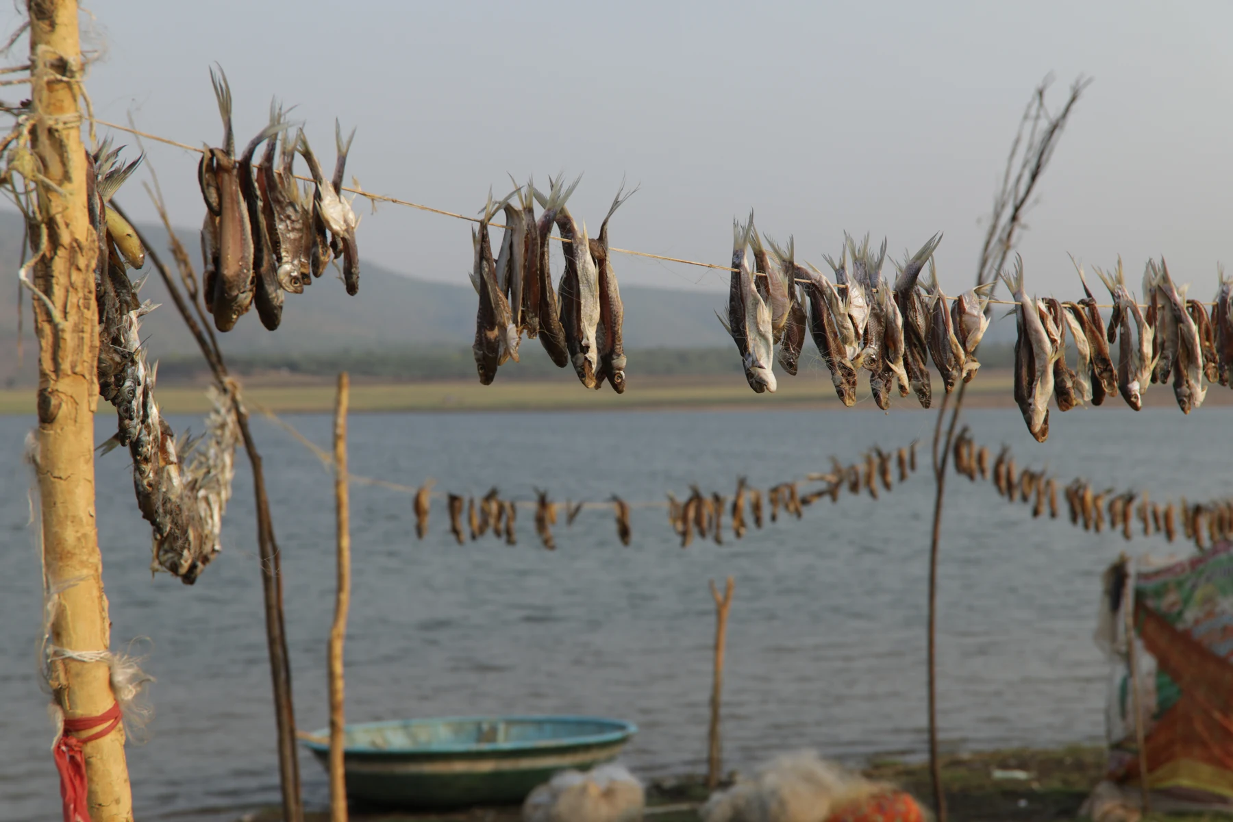 Fish hung out to dry by the water.