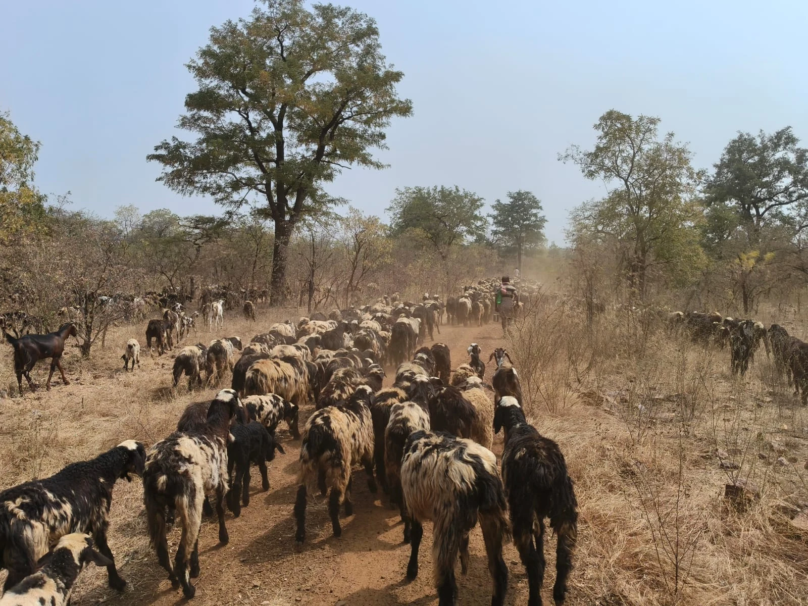 A flock moves through dry woodland.