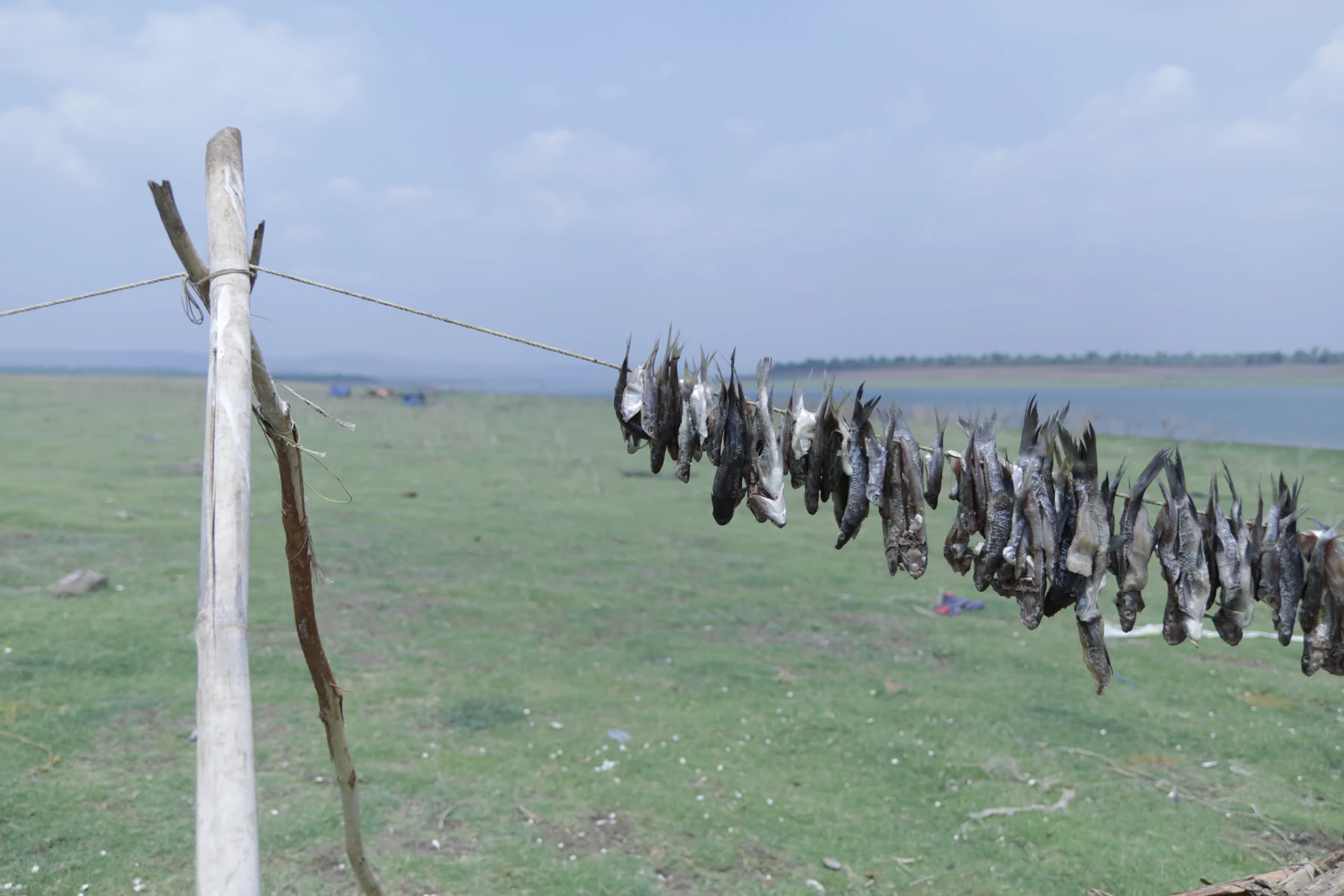 Fish drying above the grass beside the river.