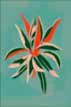 Illustrated medicinal-plant postcard supplied in the design.