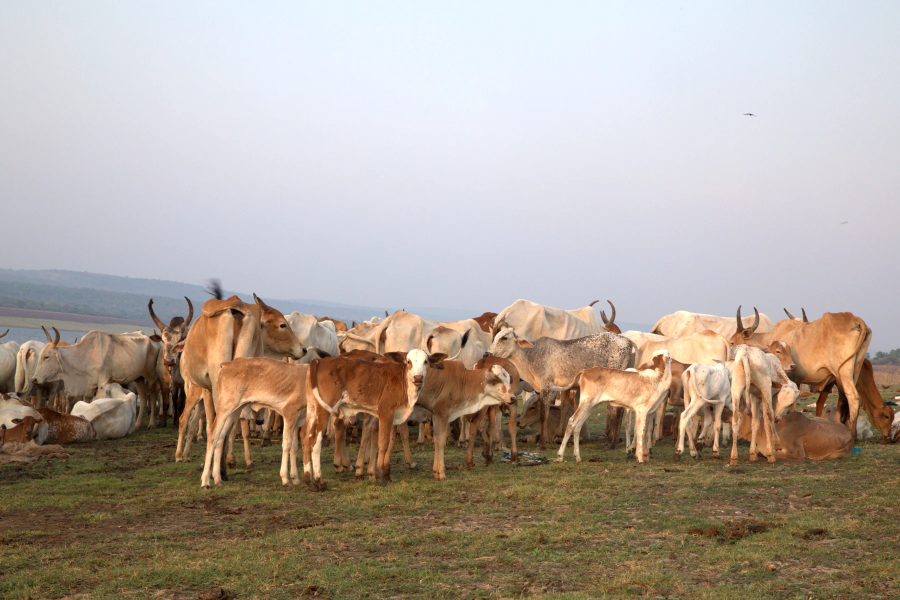 Cattle gathered by the water.