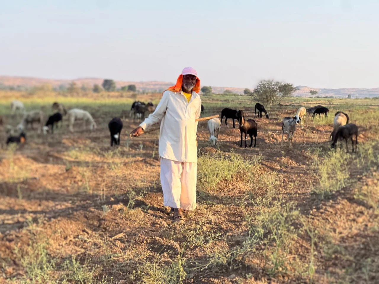 A livestock keeper walks through grazing land.