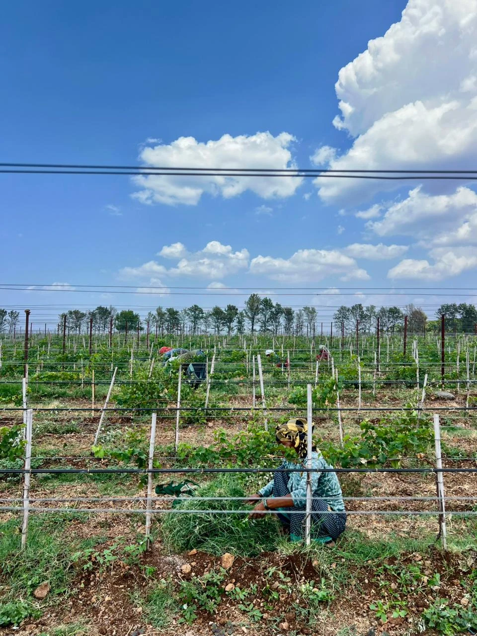 A cultivated field beneath a wide sky.