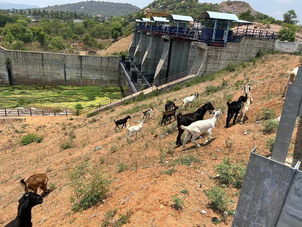 Harobele Dam and pastoral access